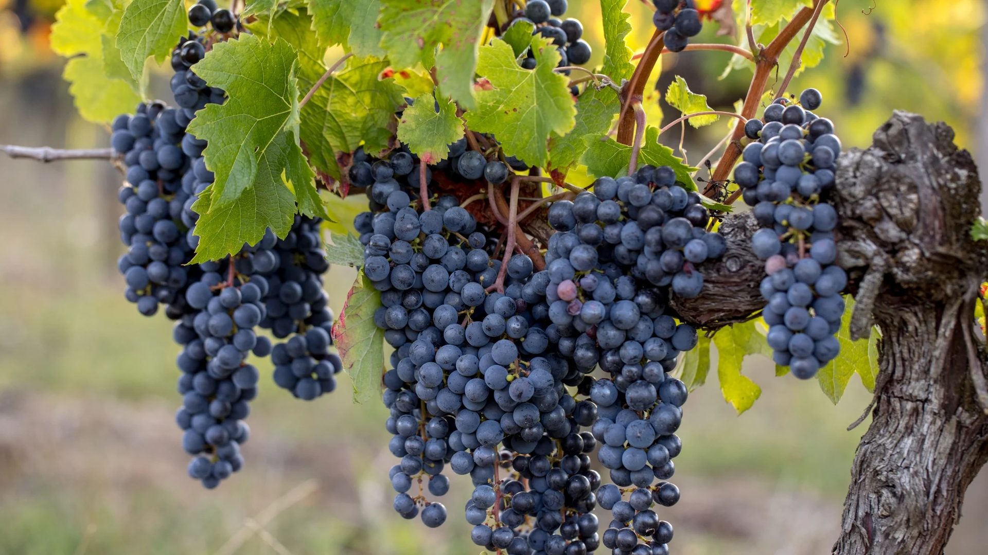Guide: Types of Wine - Merlot grapes
