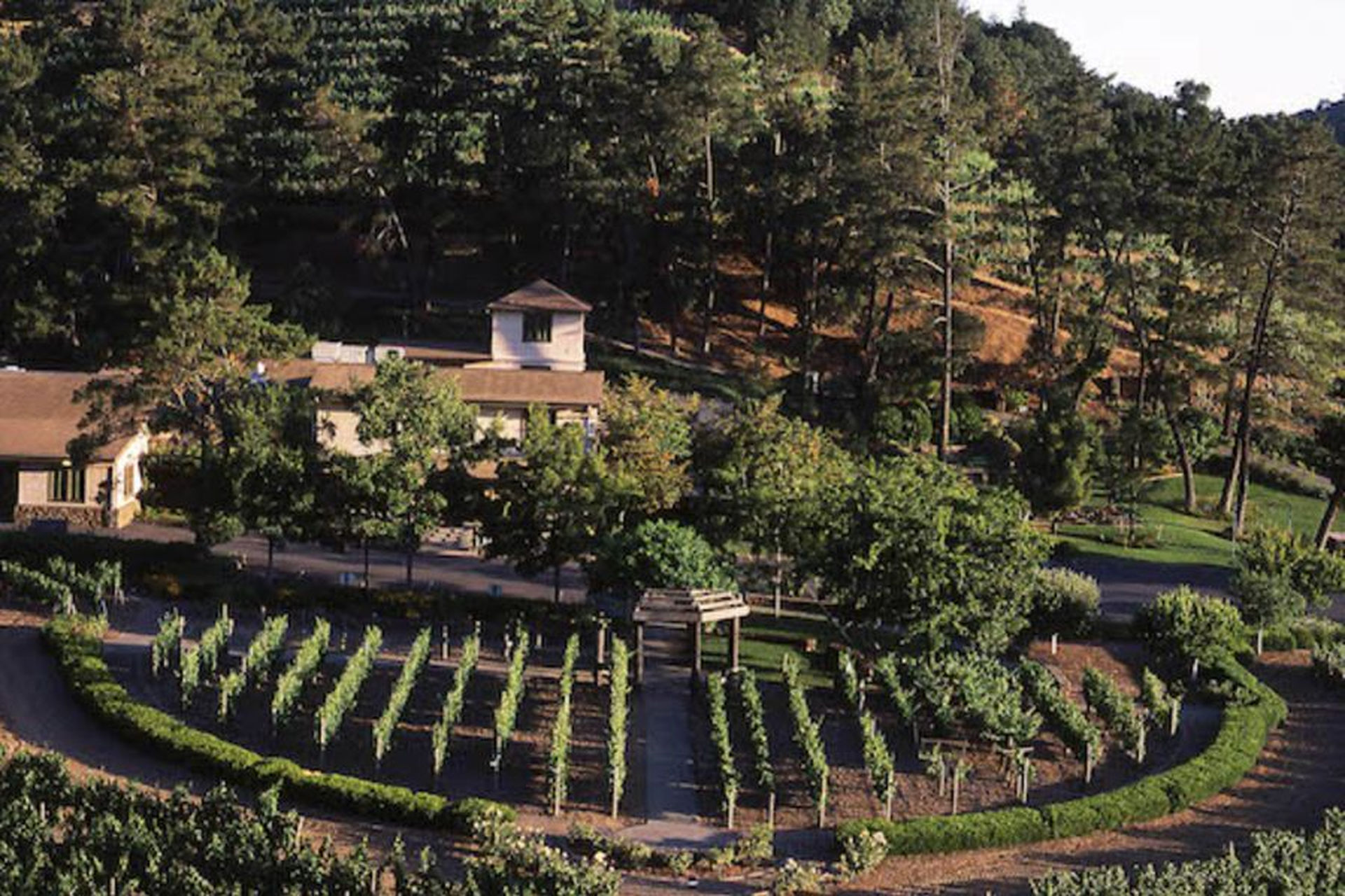 06 - Scenic view of Pine Ridge Winery vineyards, showcasing lush grapevines and rolling hills, encapsulating the essence of Pine Ridge Winery