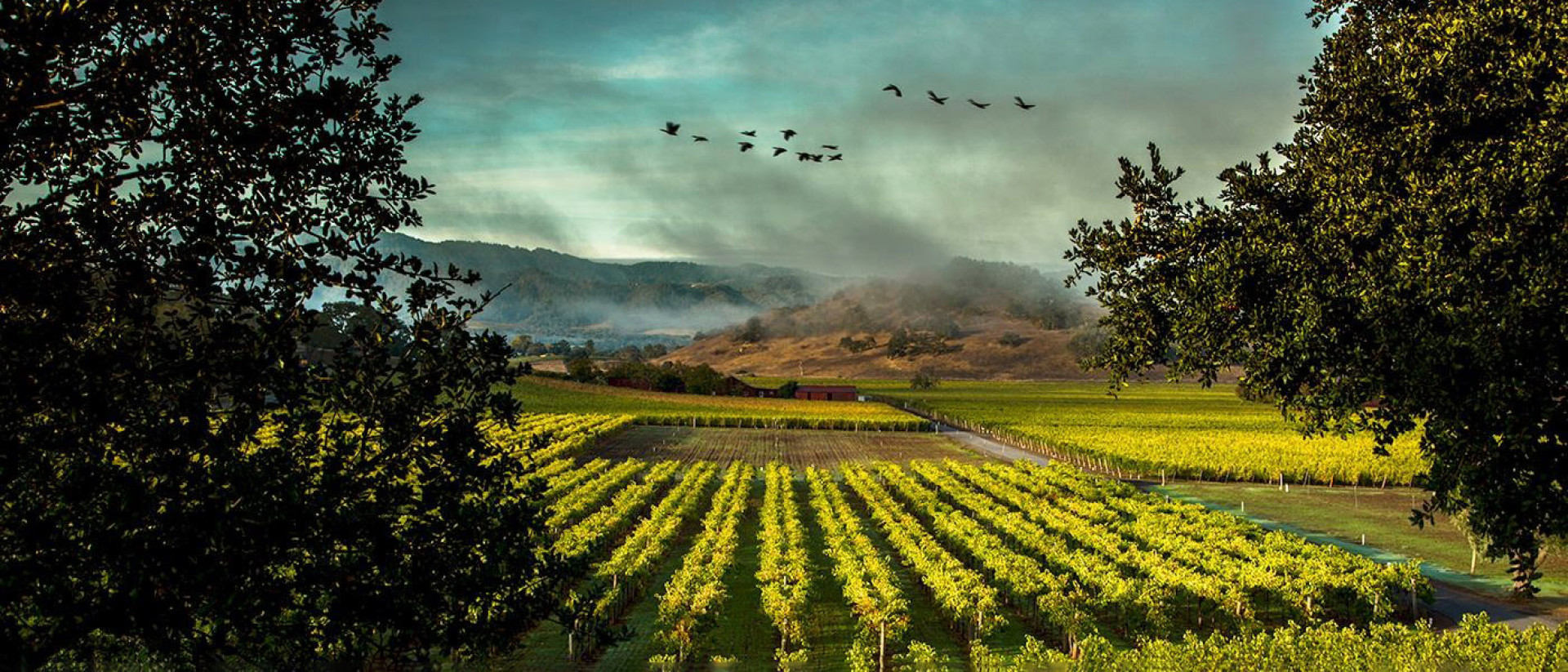 Envision the historic vineyards of Screaming Eagle, where tradition meets excellence, reflecting the legendary status and rich heritage of this esteemed wine.
