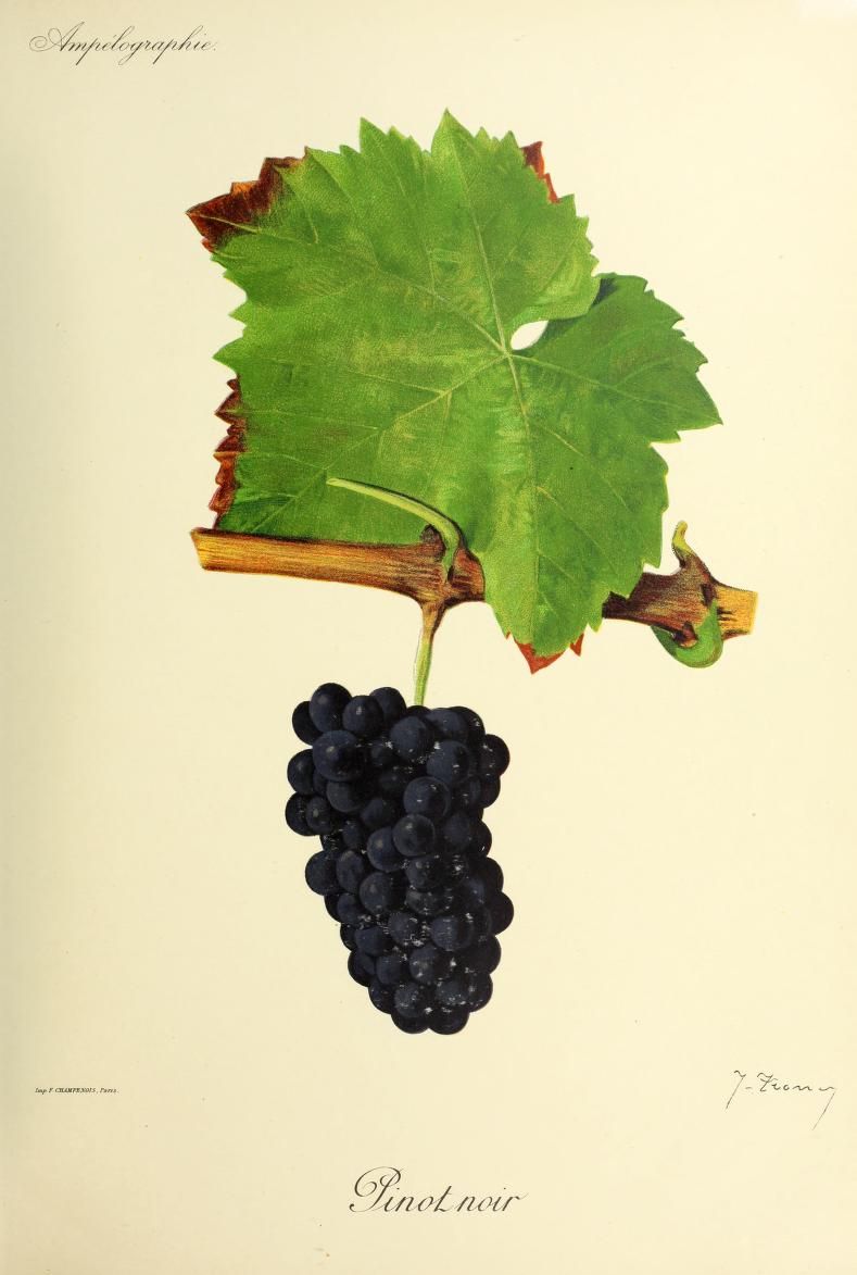 Pierre Viala (1859-1936), Victor Vermorel (1848-1927), Traite General de Viticulture. Ampelographie, 1901-1910. Tome II, plate: Pinot Noir grape. Illustration by J. Troncy.